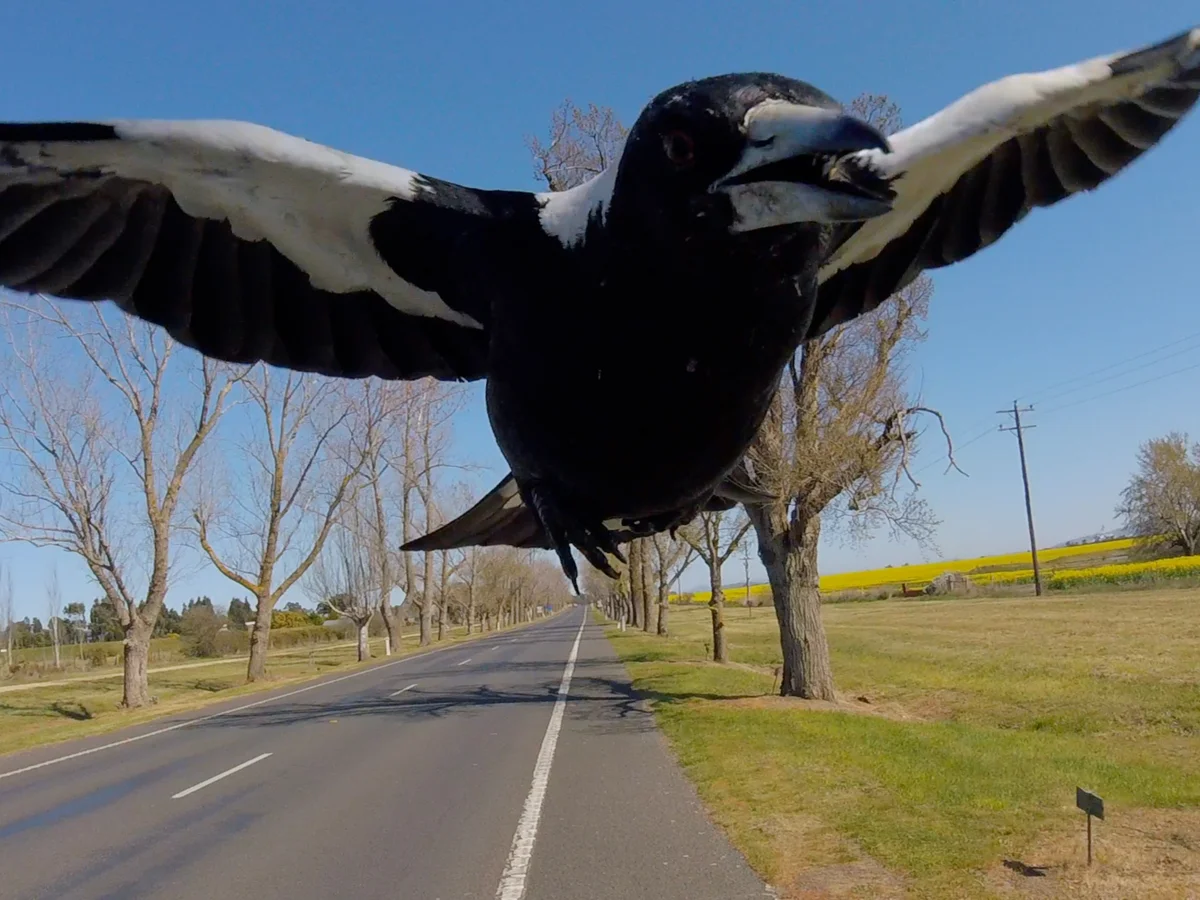 magpie swooping